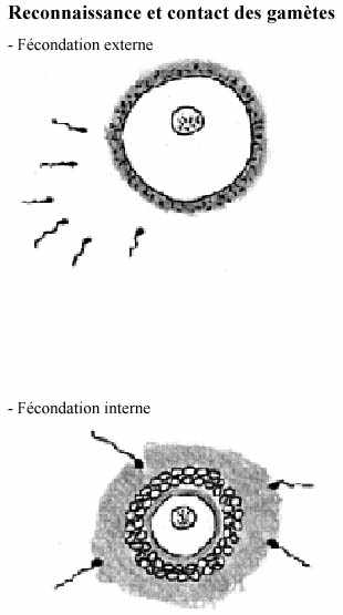 Fusion des membranes de l'ovule et du spermatozoïde