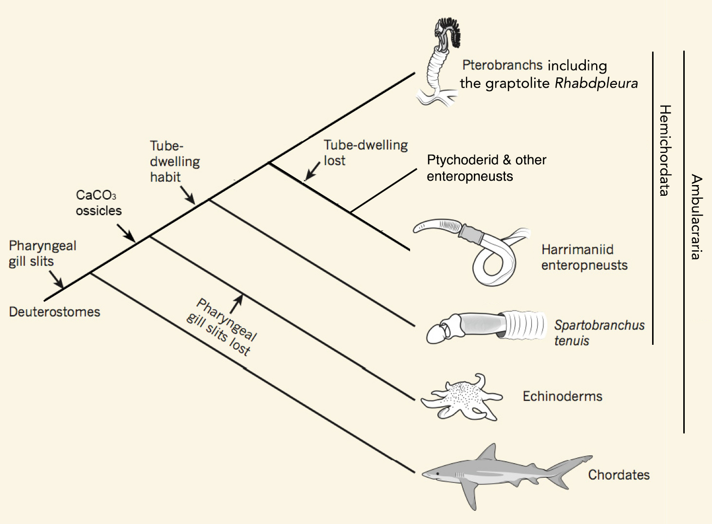 Fig. 1.
        Hypothesis on the origin and evolition of deuterostome gills,
        ambulacrarian ossicles, and hemichordate tubes (modified from
        Gee 2013, Nature)