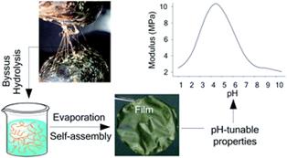 Graphical abstract: Self-assembled pH-responsive films prepared from mussel anchoring threads