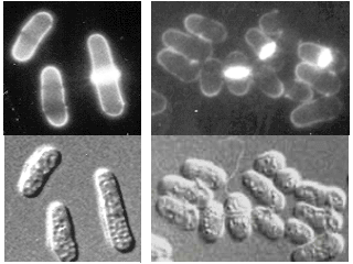 Cdn (left panel) vs Cin cells (right panel)